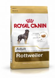 rottweiler-adult